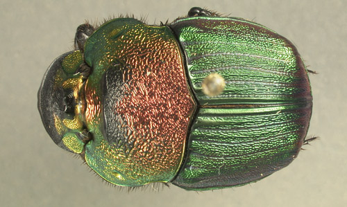 Red-green female Phanaeus vindex.