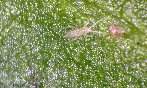 Franklinothrips vespiformis newly emerged larva; egg to right.