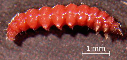 Lateral view of the prepupal instar of Leucospilapteryx venustella (Clemens). 