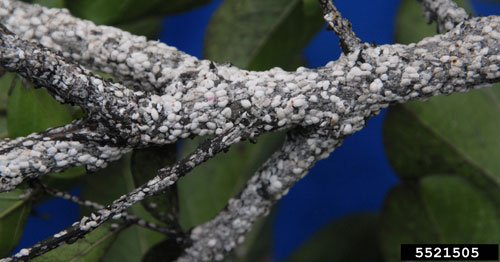 Figure 1. Crapemyrtle bark scale, Acanthococcus lagerstroemiae (Kuwana), infesting young crapemyrtle branches. Photograph by Jim Robbins, University of Arkansas, CES, Bugwood.org.