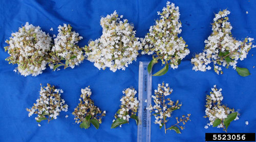 Figure 11. Comparison of normal blossoms (top row) and damaged blossoms (bottom row) caused by crapemyrtle bark scale, Acanthococcus lagerstroemiae (Kuwana). Photograph by Jim Robbins, University of Arkansas CES, Bugwood.org.