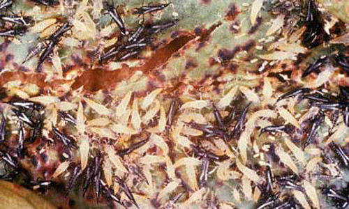 Several life stages of the Cuban laurel thrips, Gynaikothrips ficorum (Marchal). Black forms are adults, yellow forms are immatures and white, capsule-shaped forms are eggs. 