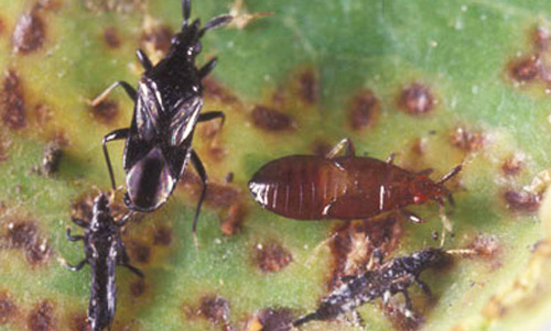 Adult and immature of Montandoniola moraguesi (Puton), a predator of the Cuban laurel thrips, Gynaikothrips ficorum (Marchal), shown here with an alternate host Gynaikothrips uzeli (Zimmerman 1900). 