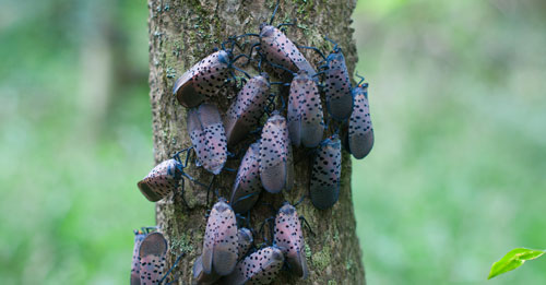 Cluster of spotted lanternfly, Lycorma delicatula (White). Photograph by Hillary Peterson, Penn State Fruit Research and Extension Center. hjm5194@psu.edu
