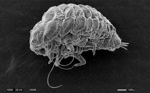 Scanning electron microscope (SEM) of an adult hemlock woolly adelgid, Adelges tsugae. Photograph by Kelly Oten (Kelly.Oten@ncagr.gov), North Carolina Department of Agriculture and Consumer Services. 