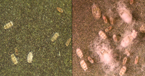 Initial stage of Aleurotrachelus trachoides Back with eight patches on the dorsal surface.