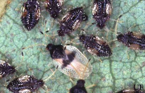 Adult and nymphs of the avocado lace bug