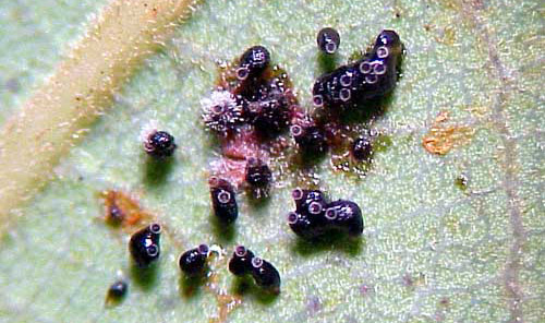 Eggs of the avocado lace bug