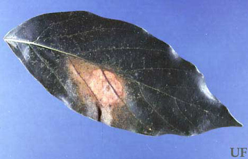 Leaf damage caused by the avocado lace bug