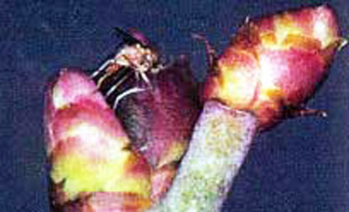 Adult blueberry gall midge, Dasineura oxycoccana (Johnson), ovipositing between bud scales of rabbiteye blueberry.