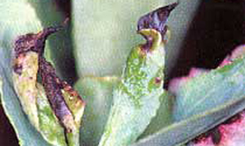 Meristem damage on rabbiteye blueberry due to infestation of the blueberry gall midge, Dasineura oxycoccana (Johnson). 