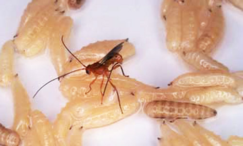 The endoparasitic braconid wasp, Diachasmimorpha longicaudata (Ashmead), parasitizing larvae of the Caribbean fruit fly, Anastrepha suspensa (Loew).
