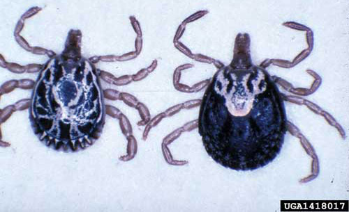 Adult male (left) and female (right) cayenne ticks, Amblyomma cajennense (Fabricius). 