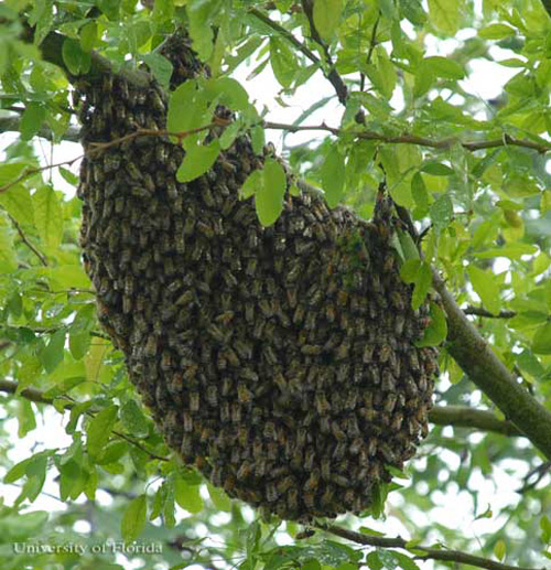 African honey bee, Apis mellifera scutelatta Lepeletier, swarm in tree