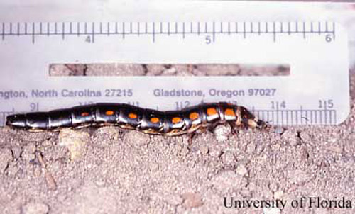 A female Phengodes sp. "glow-worm."