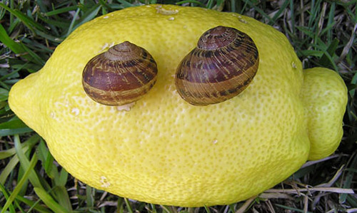 Adult brown garden snails, Cornu aspesrum (Müller), size comparison on an oversized 160 mm lemon. Photograph taken in southern San Diego County, California. 