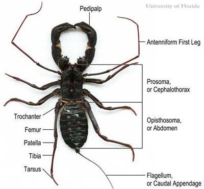 Dorsal view and anatomical features of the giant whip scorpion or 'vingaroon,' Mastigoproctus giganteus giganteus (Lucas). 