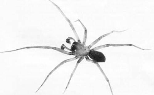 Male Metaltella simoni (Keyserling), a Cribellate spider. 