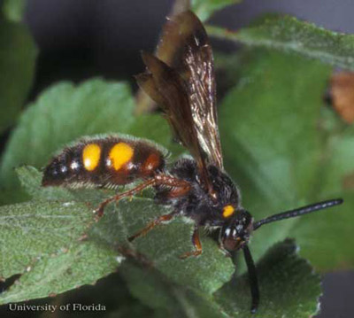 Adult Scolia nobilitata Fabricius, a scoliid wasp.