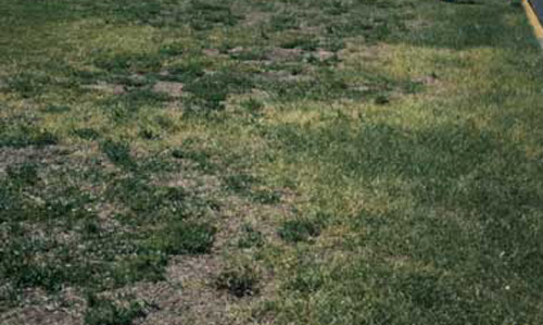 Patches of yellowing, dying or unthrifty grass are often typical of lance nematode damage, seen here in St. Augustinegrass.