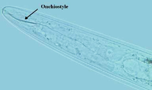 Curved onchiostyle of Paratrichodorus minor (Colbran), a stubby-root nematode.