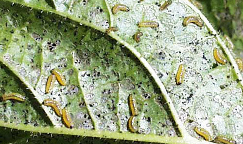 Second instar larva of the viburnum leaf beetle, Pyrrhalta viburni (Paykull). 