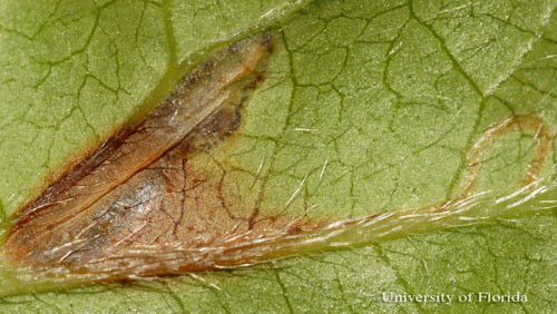 Young larva (upper middle) of the azalea leafminer, Caloptilia azaleella (Brants). Note brown color of mined area.