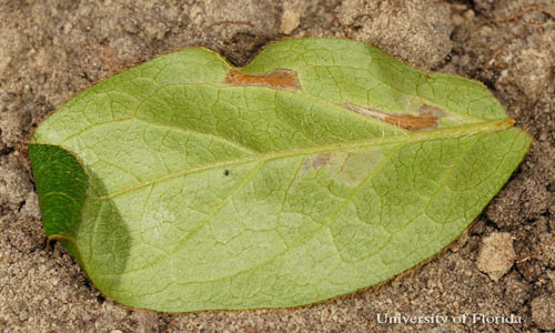 Under leaf surface of azalea foliage damaged by azalea leafminer, Caloptilia azaleella (Brants); leaf folds (tip of leaf) and two mines (brown areas). 