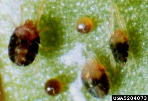 Eggs (center), nymphs (right), and adult (left) of the Oligonychus ilicis (McGregor). 