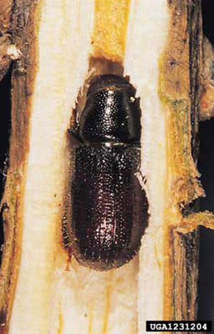 An adult Tomicus piniperda (Linnaeus), a pine shoot beetle. 