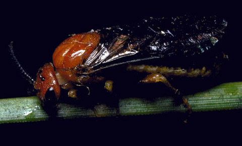 Lateral view of adult redheaded pine sawfly, Neodiprion lecontei (Fitch). 