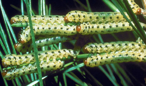 Mature larvae of the redheaded pine sawfly, Neodiprion lecontei (Fitch). Note the red head capsules. 