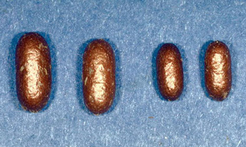 Cocoons of the redheaded pine sawfly, Neodiprion lecontei (Fitch). Large female cocoons on the left, smaller male cocoons on the right.