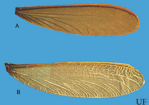 Comparison of the wings of the Florida darkwinged subterranean termite, Amitermes floridensis Scheffrahn, Su, and Mangold (A), and the eastern subterranean termite, Reticulitermes flavipes (Kollar) (B). 