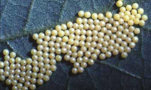 Eggs of the saltmarsh caterpillar, Estigmene acrea (Drury). 