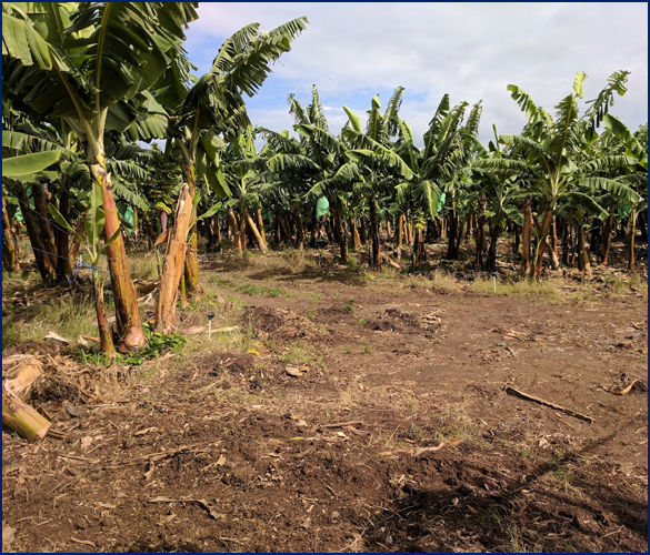 banana trees in a field